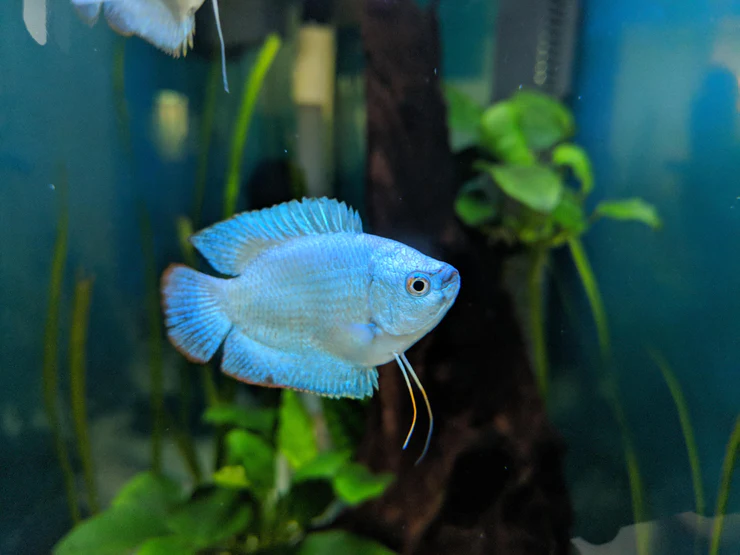 Blue Lily
